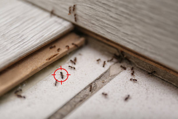 Best Emergency Pest Control  in East Rutherford, NJ