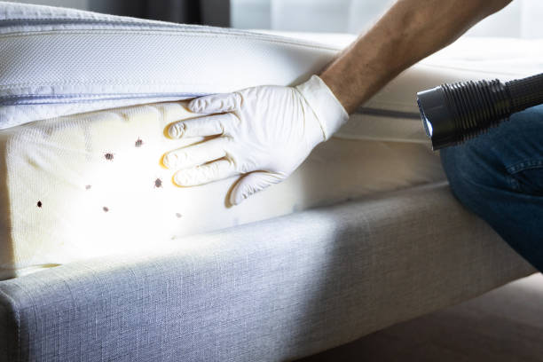 Wasp Removal Services in East Rutherford, NJ