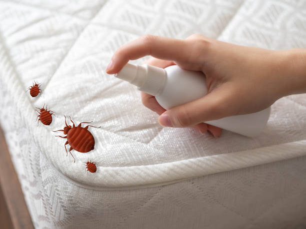 Best Spider Control Near Me  in East Rutherford, NJ